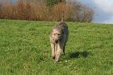 IRISH WOLFHOUND 369